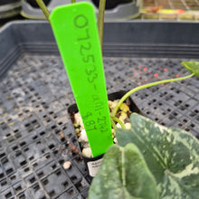 Load image into Gallery viewer, Alocasia Simpo Albo, Exact Plant, Ships Nationwide
