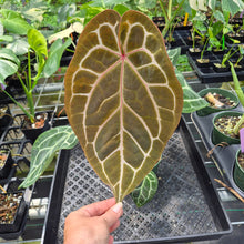 Load image into Gallery viewer, Anthurium Red Crystallinum Doc Block exact plant, Fedex 2day*
