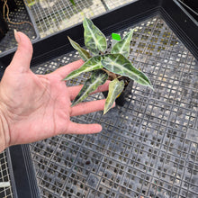 Load image into Gallery viewer, Alocasia Bambino, Exact Plant Variegated Ships Nationwide
