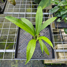 Load image into Gallery viewer, Philodendron Acutifolium, Exact Plant
