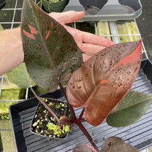 Load image into Gallery viewer, Philodendron Orange Princess Variegated exact plant, Fedex 2day*
