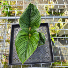 Load image into Gallery viewer, Philodendron Serpens, Exact Plant
