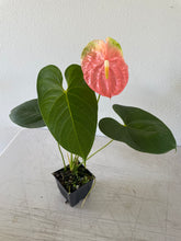 Load image into Gallery viewer, Anthurium Anuenue Obake bicolor pink / green 4" pot, Fedex 2day*
