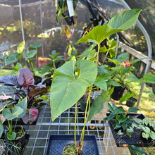 Load image into Gallery viewer, Anthurium Decipiens, Exact Plant X-Large
