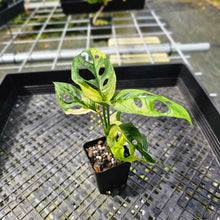 Load image into Gallery viewer, Monstera Adansonii Aurea, Exact Plant Variegated
