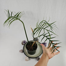 Load image into Gallery viewer, Philodendron Tortum, Exact Plant Ships Nationwide
