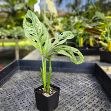 Load image into Gallery viewer, Monstera Adansonii European Mint, Exact Plant Variegated Ships Nationwide
