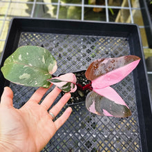 Load image into Gallery viewer, Philodendron Pink Princess Galaxy, Exact Plant Variegated
