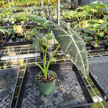 Load image into Gallery viewer, Alocasia Frydek Variegated exact plant, Fedex 2day*
