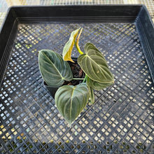 Load image into Gallery viewer, Philodendron Melanochrysum, Exact Plant Ships Nationwide

