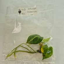 Load image into Gallery viewer, Anthurium Crystallinum Variegated tissue culture 2DayAir
