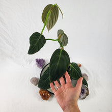 Load image into Gallery viewer, Philodendron Gigas, Exact Plant Ships Nationwide
