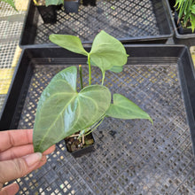 Load image into Gallery viewer, Anthurium Macrolobium, Exact Plant Ships Nationwide

