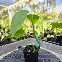 Load image into Gallery viewer, Philodendron Microstictum, Exact Plant Ships Nationwide
