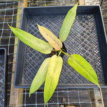 Load image into Gallery viewer, Philodendron Whipple Way, Exact Plant Variegated Ships Nationwide
