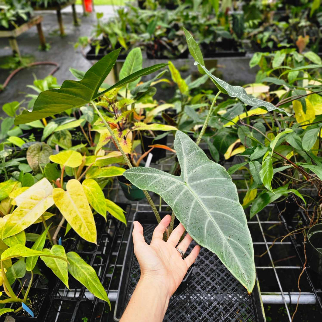 Alocasia Longiloba, Lowii, Argyreia, Exact Plant Large