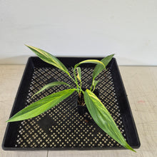 Load image into Gallery viewer, Epipremnum Amplissimum Variegated exact plant, Fedex 2day*
