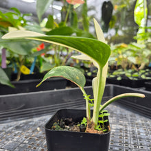 Load image into Gallery viewer, Monstera Standleyana Aurea, Exact Plant Variegated Ships Nationwide
