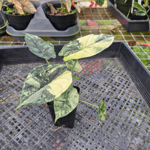 Load image into Gallery viewer, Alocasia dragon scale albo Exact Plant Ships Nationwide
