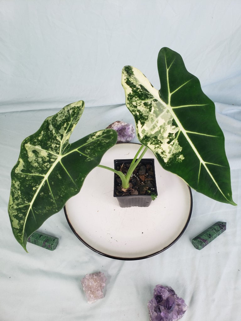 Frydek, exact plant, variegated Alocasia, ships nationwide