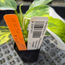Load image into Gallery viewer, Philodendron White Wizard Aurea Variegated exact plant, Fedex 2day*
