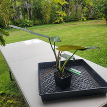 Load image into Gallery viewer, Philodendron Sagittifolium, Tuxtlanum Rubra, Exact Plant Ships Nationwide

