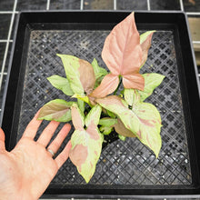 Load image into Gallery viewer, Syngonium Strawberry Milk, Exact Plant Variegated 4 plant pot Ships Nationwide
