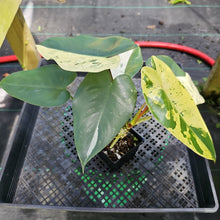 Load image into Gallery viewer, Philodendron Ilsemanii, Exact Plant Variegated Ships Nationwide
