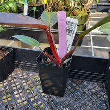 Load image into Gallery viewer, Philodendron Orange Princess, Exact Plant Variegated Ships Nationwide
