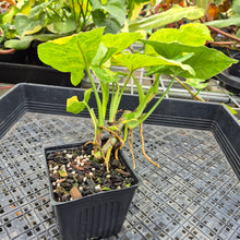 Load image into Gallery viewer, Syngonium Mango Allusion, Orm Thong, Exact Plant Variegated Ships Nationwide
