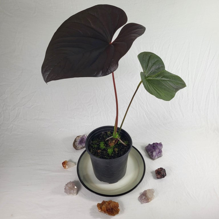Anthurium Moodeanum, Exact Plant Sport-variegated