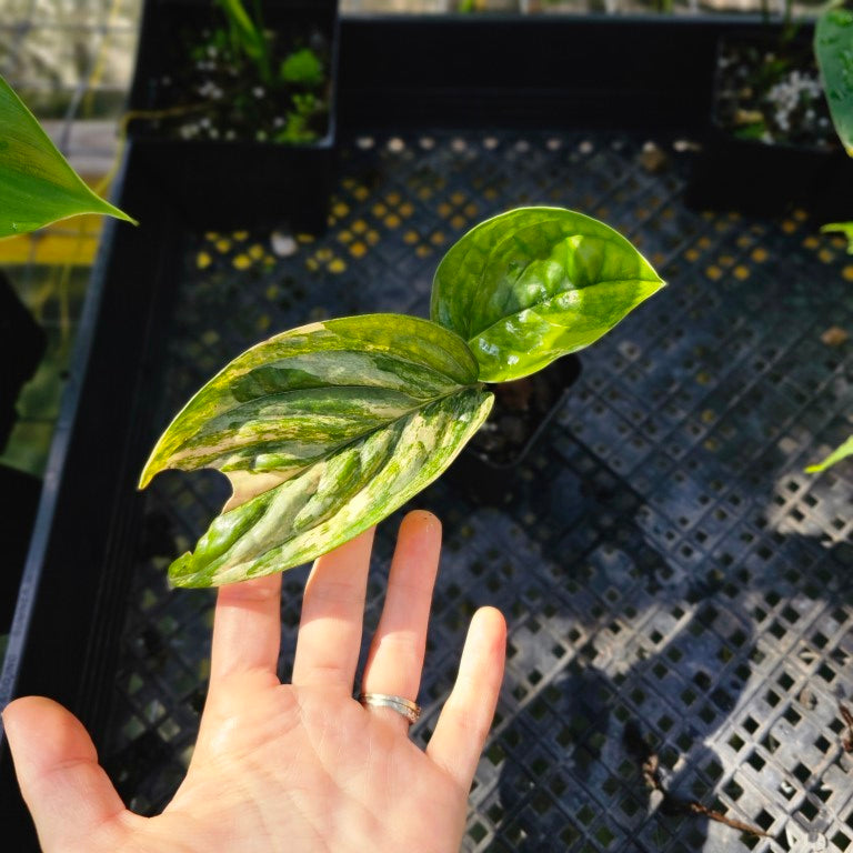 Monstera Peru 