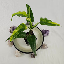 Load image into Gallery viewer, Philodendron Domesticum, Exact Plant Variegated Ships Nationwide
