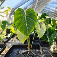 Load image into Gallery viewer, Philodendron Gloriosum, Pink Veined Back, Exact Plant Ships Nationwide
