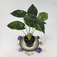 Load image into Gallery viewer, Alocasia Wentii, Exact Plant Variegated Ships Nationwide
