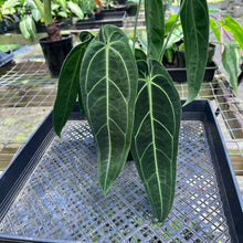Load image into Gallery viewer, Anthurium Warocqueanum, Queen, Exact Plant 2 top plant
