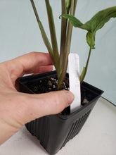 Load image into Gallery viewer, Syngonium Batik 4&quot; pot, Fedex 2 day*
