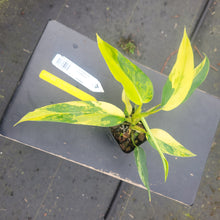 Load image into Gallery viewer, Philodendron Domesticum, Exact Plant Variegated Ships Nationwide
