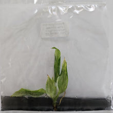 Load image into Gallery viewer, Philodendron White Princess Aurea variegated tissue culture 2DayAir
