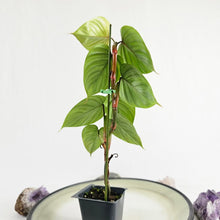 Load image into Gallery viewer, Philodendron Sodiroi True Form, Exact Plant
