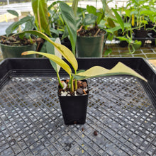 Load image into Gallery viewer, Philodendron Wend Imbe, Exact Plant Variegated Ships Nationwide

