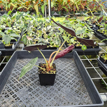 Load image into Gallery viewer, Alocasia Longiloba Grandis x Sanderiana 'Mark Campbell' exact plant, Fedex 2day*
