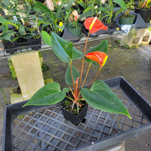 Load image into Gallery viewer, Anthurium Tropic Sunrise Bicolor Obake, Exact Plant Variegated Ships Nationwide
