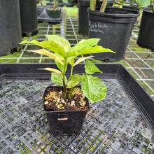 Load image into Gallery viewer, Zamioculcas Zamiifolia Wild Form ZZ, Exact Plant Variegated
