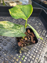 Load image into Gallery viewer, Scindapsus Jade Satin Aurea, Exact Plant Variegated Ships Nationwide

