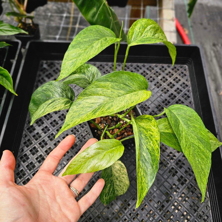 Epipremnum Pinnatum Variegated Plant By Ship DHL Express + Free Phyto Certificate + free Bonus offers