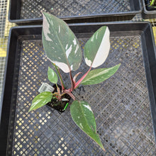 Load image into Gallery viewer, Philodendron Red Anderson, Exact Plant Ships Nationwide
