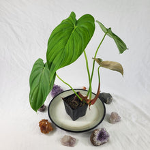 Load image into Gallery viewer, Philodendron Pastazanum, Exact Plant
