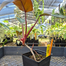 Load image into Gallery viewer, Philodendron Dark Lord, Exact Plant Ships Nationwide
