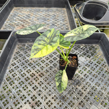 Load image into Gallery viewer, Alocasia Baginda Dragon Scale Albo Aurea Bicolor variegated exact plant, Fedex 2day*
